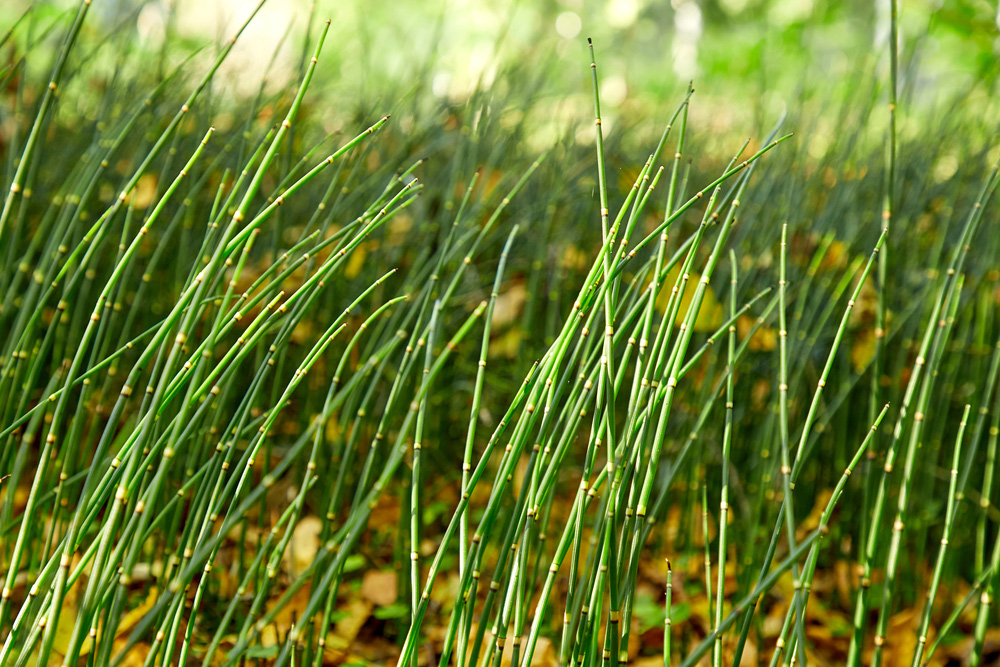 la prêle est une plante d'eau