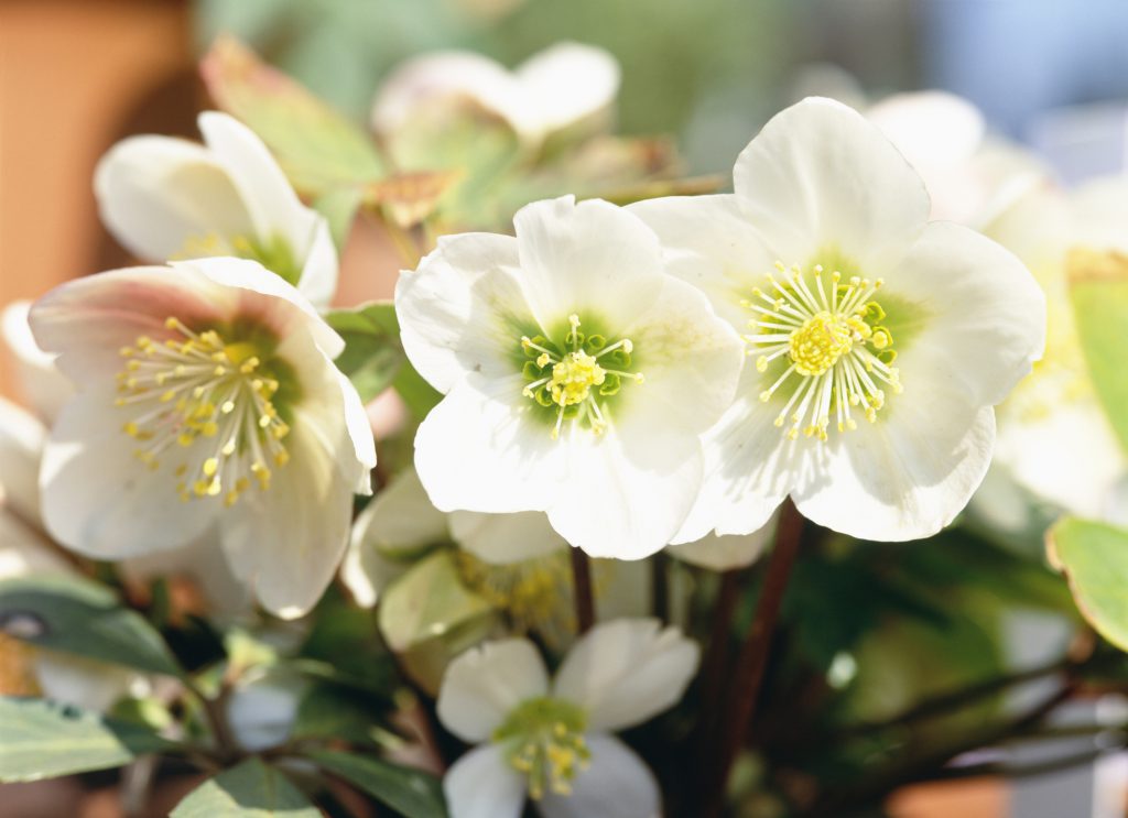 hellébore rose de noël