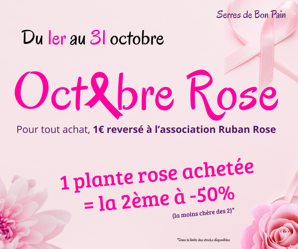 Article octobre rose 2025